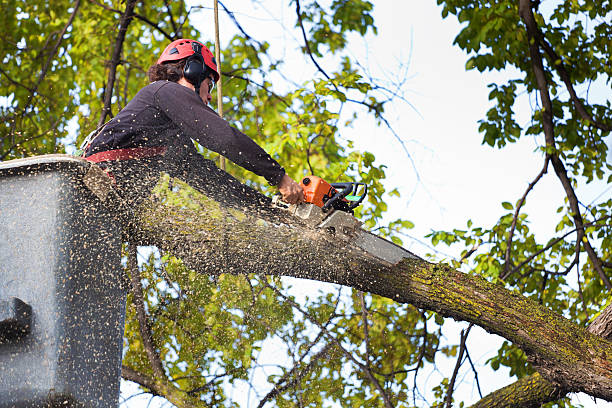 Bradley, WV Tree Services Company