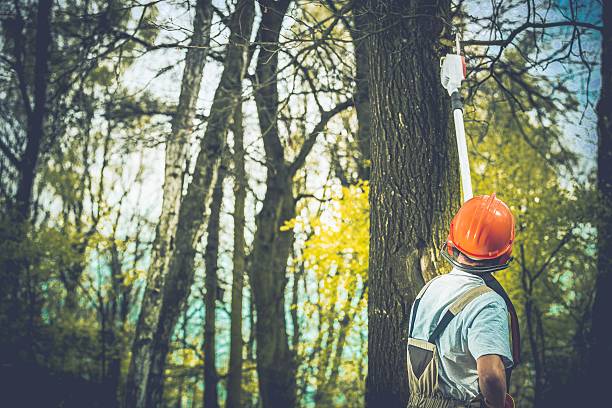 How Our Tree Care Process Works  in  Bradley, WV